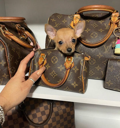 LOUIS VUITTON mini speedy with strap